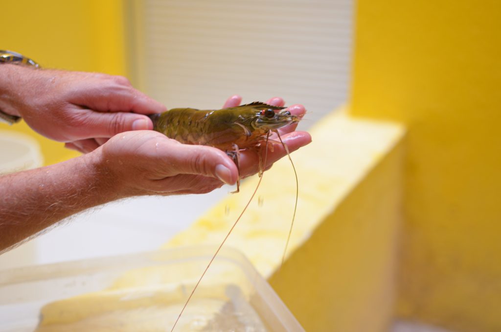 noticia camarao cinza 1024x678